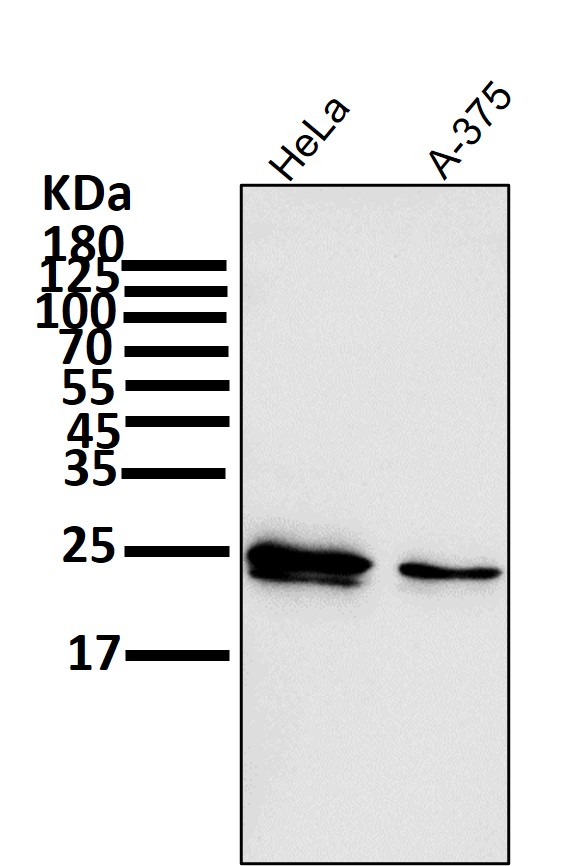 Bcl 2 Ab