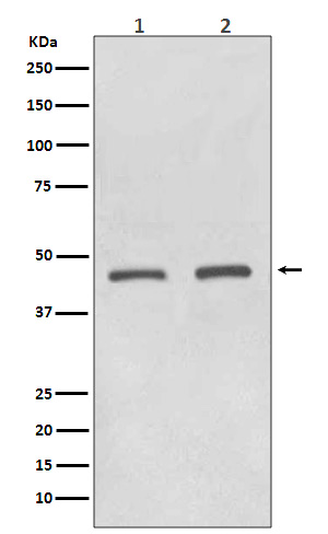 HDAC11 Ab