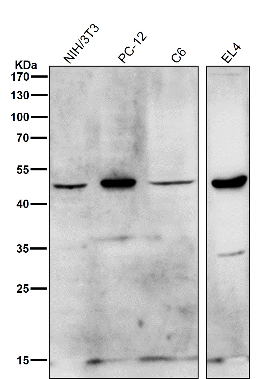 HDAC11 Ab