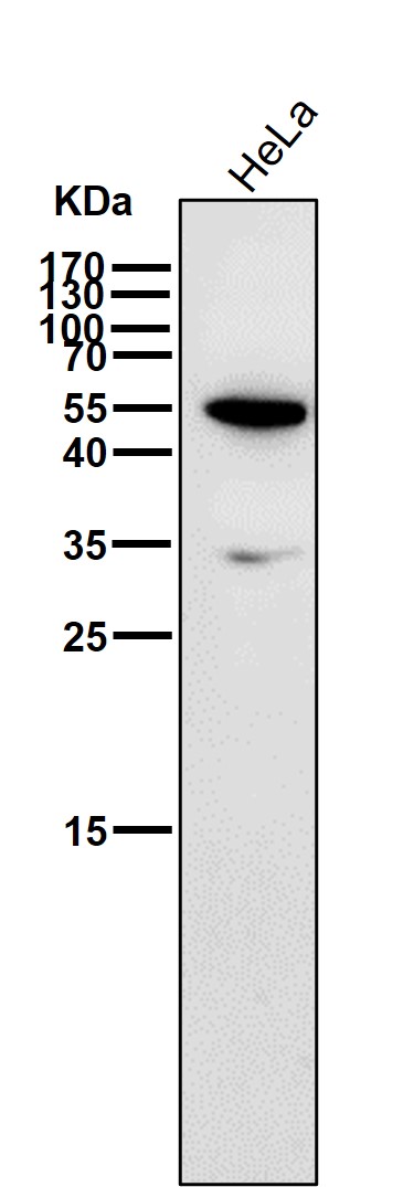 HDAC11 Ab