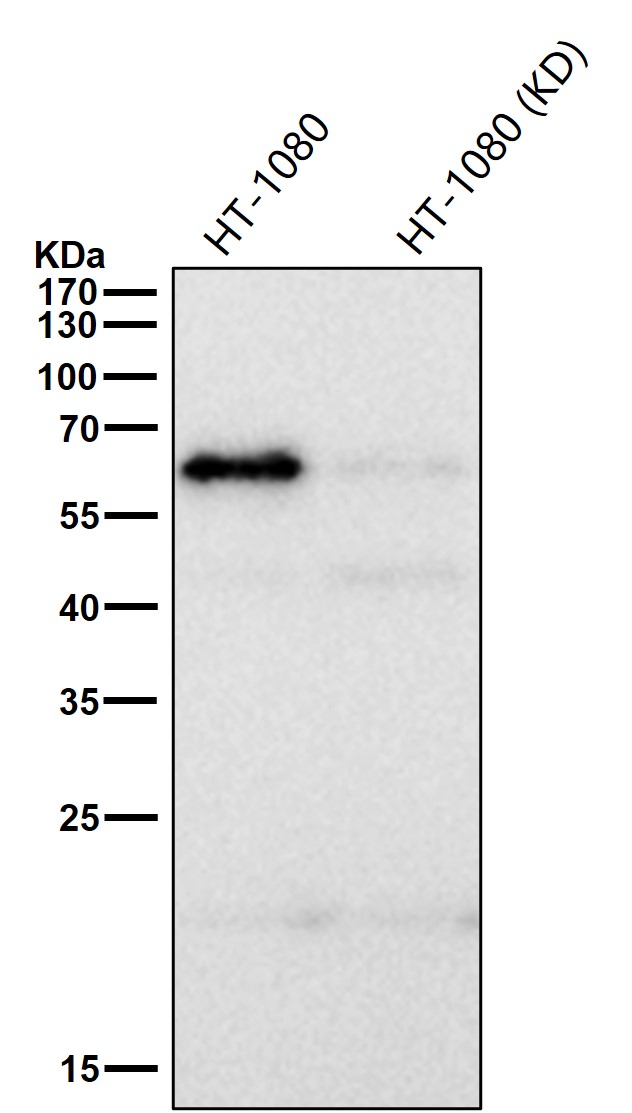 NF-kB p65 Ab