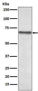 NF-kB p65 Ab