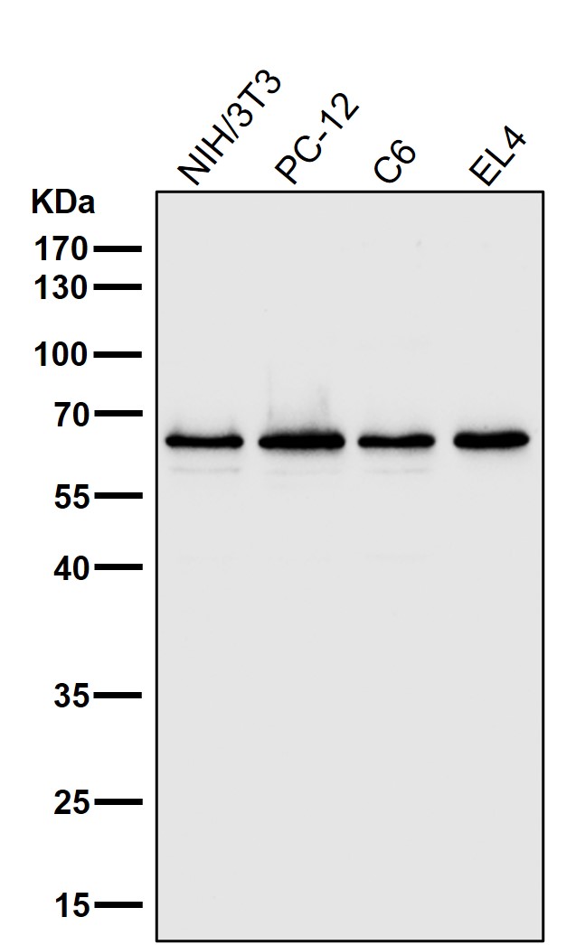 NF-kB p65 Ab