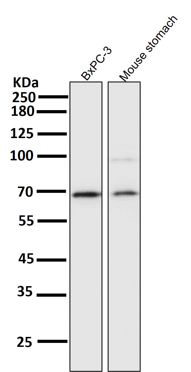 NF-kB p65 Ab