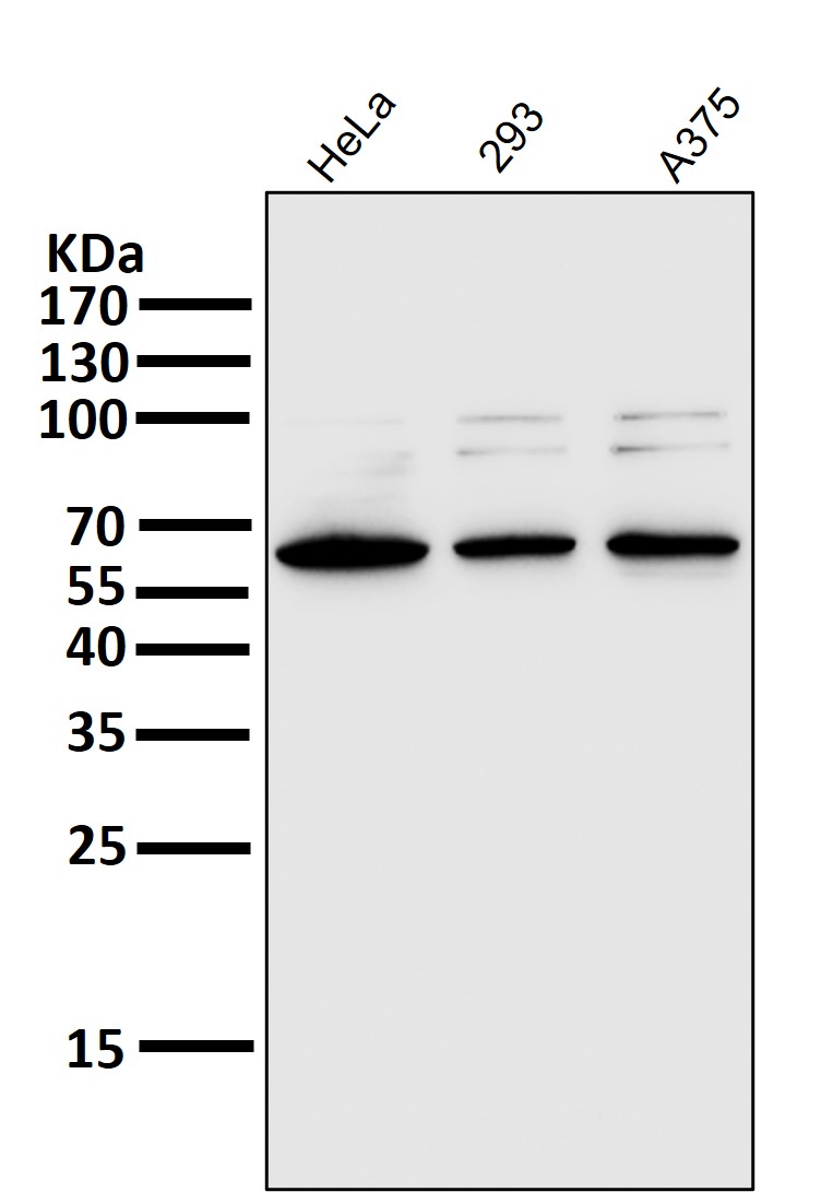 NF-kB p65 Ab