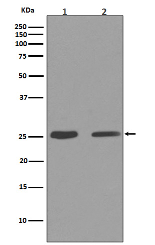 Cleaved-PARP 1 (D214) Ab