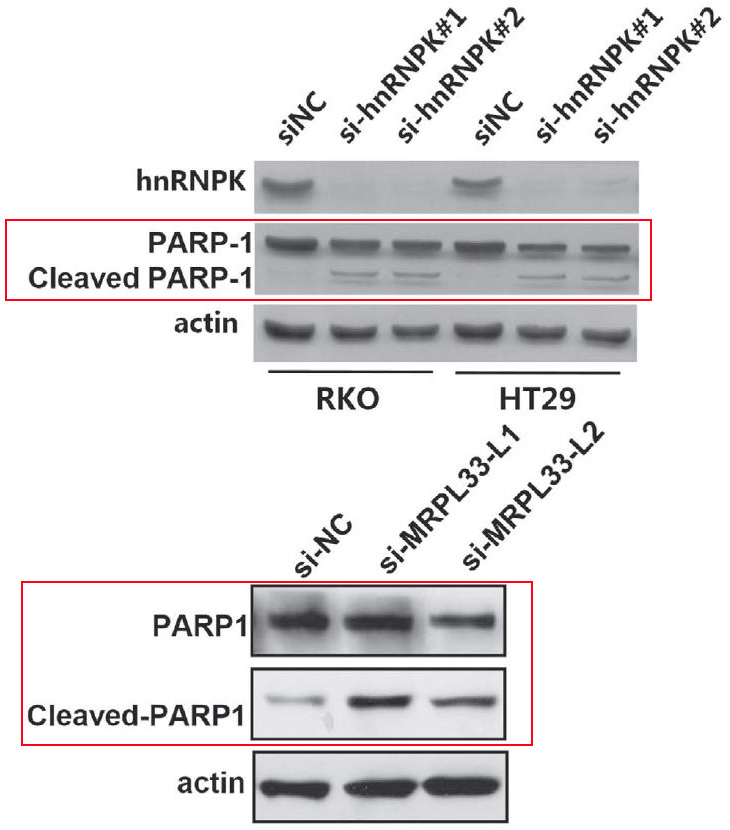 Cleaved-PARP 1 (D214) Ab