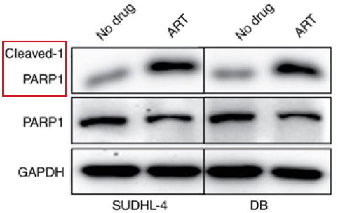 Cleaved-PARP 1 (D214) Ab