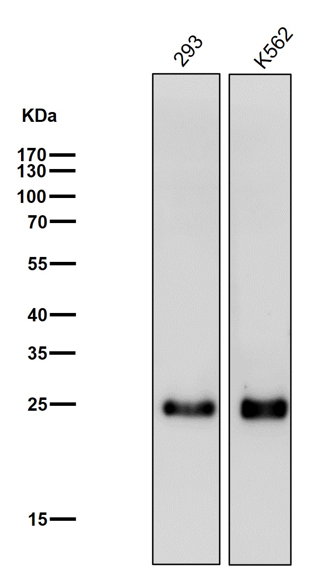 Cleaved-PARP 1 (D214) Ab