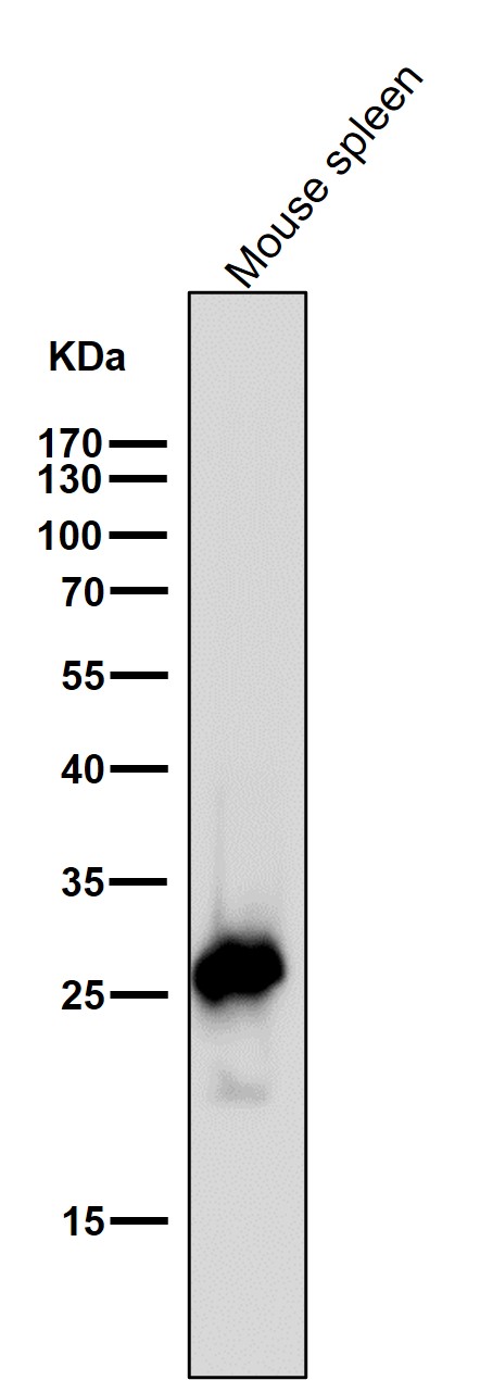 Cleaved-PARP 1 (D214) Ab