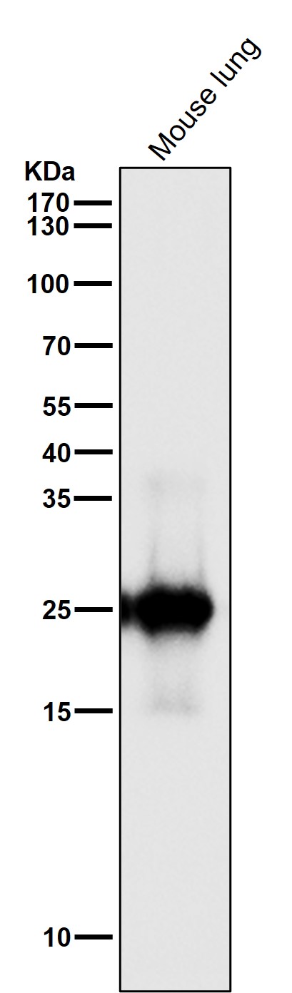 Cleaved-PARP 1 (D214) Ab