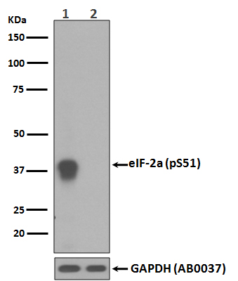 p-eIF2A (S51) Ab