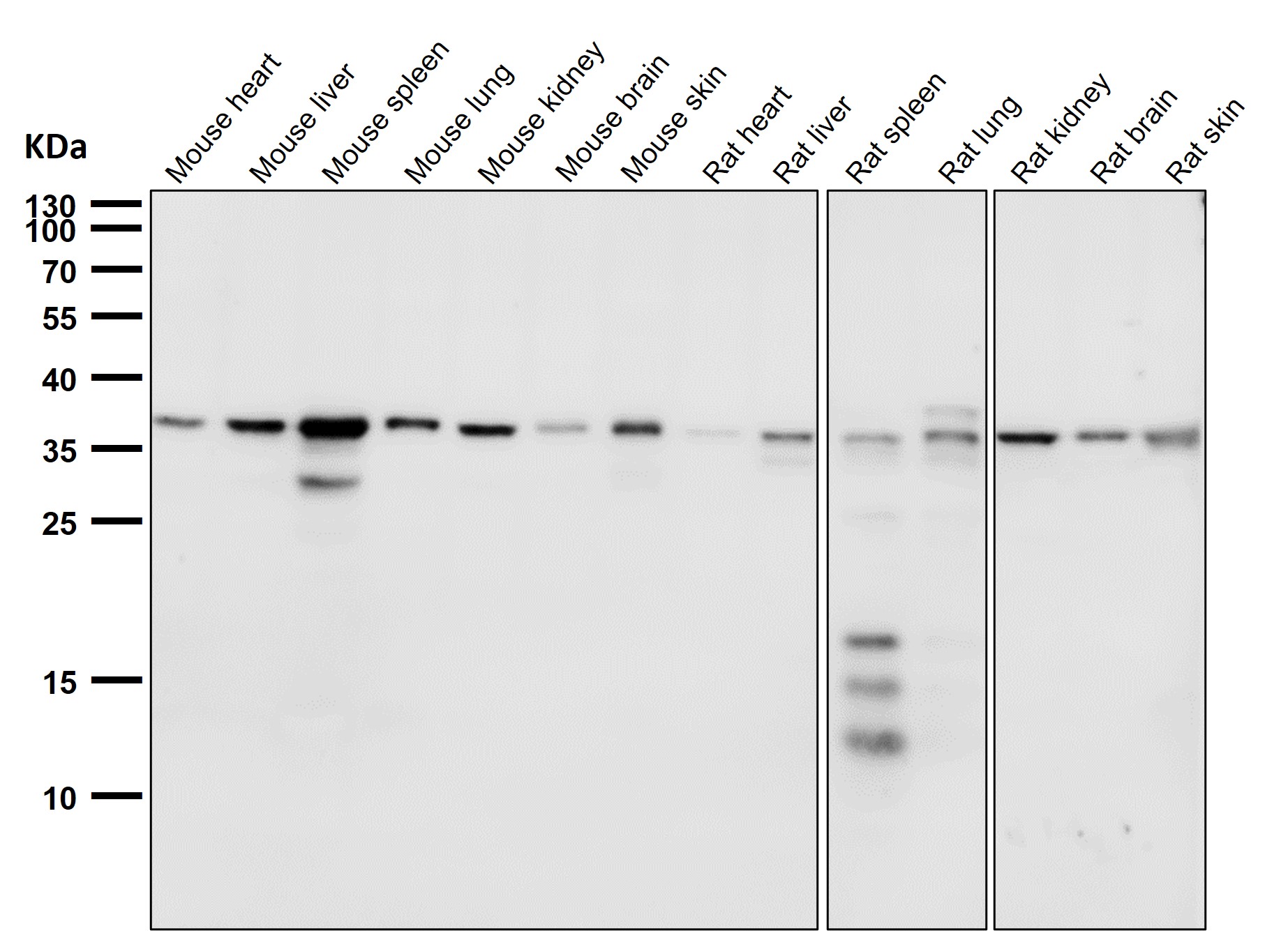 p-eIF2A (S51) Ab