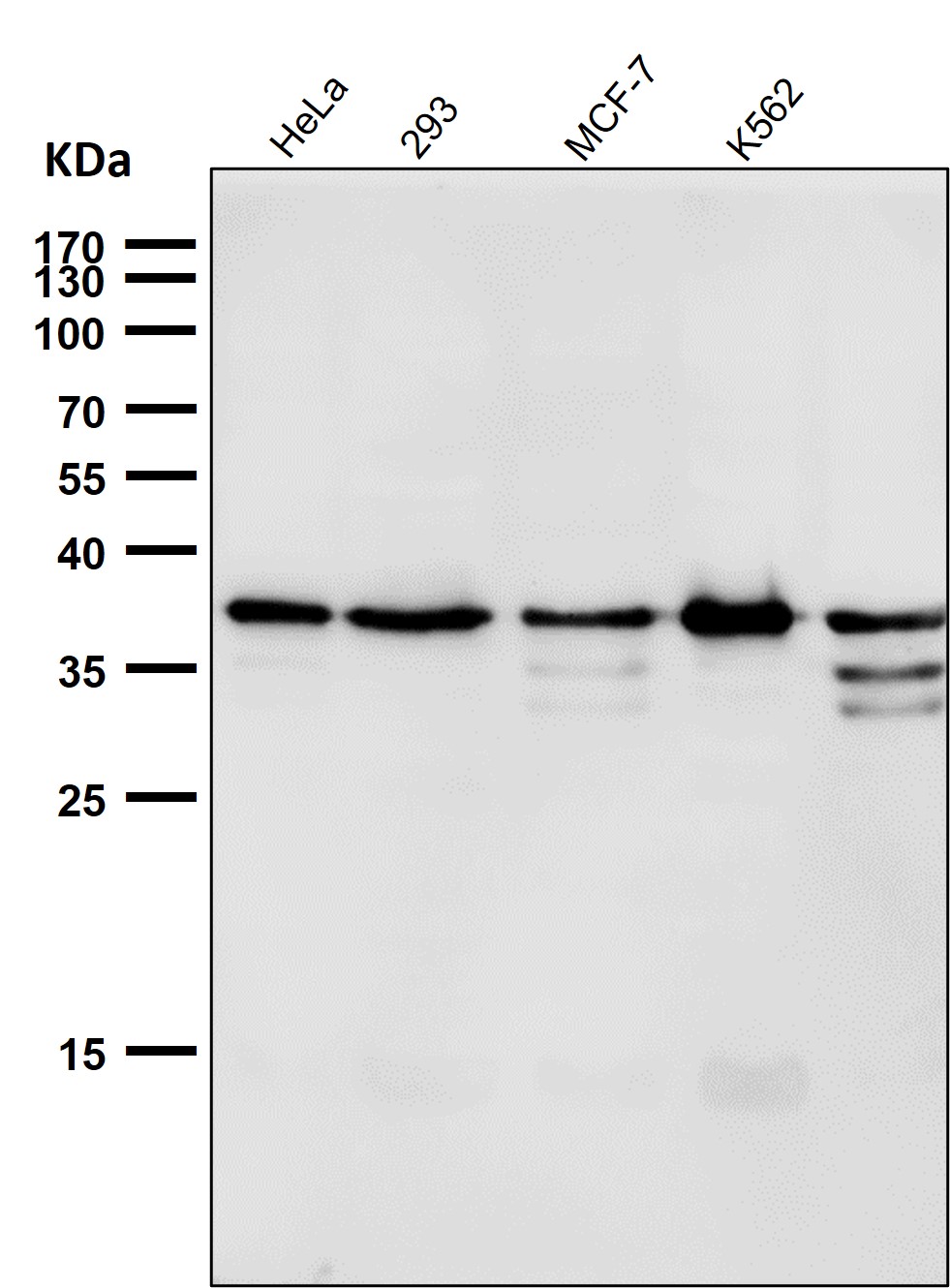 p-eIF2A (S51) Ab