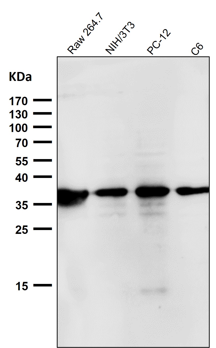 p-eIF2A (S51) Ab