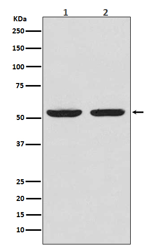 Caspase 8 Ab