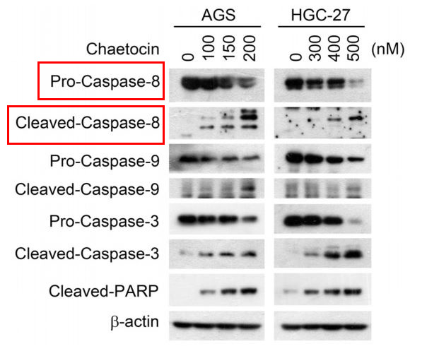 Caspase 8 Ab