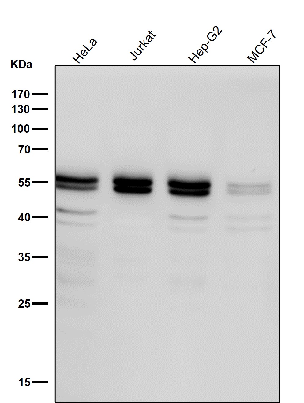 Caspase 8 Ab