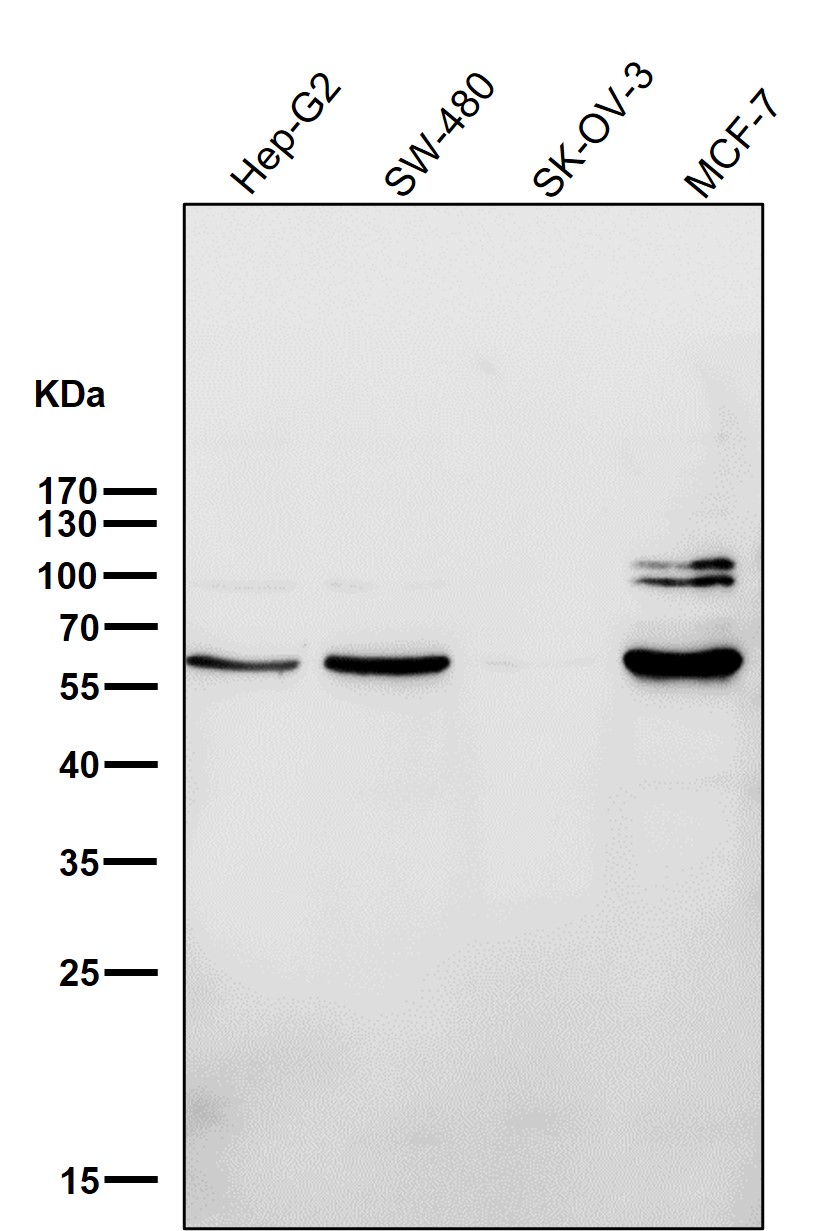 Estrogen receptor Ab