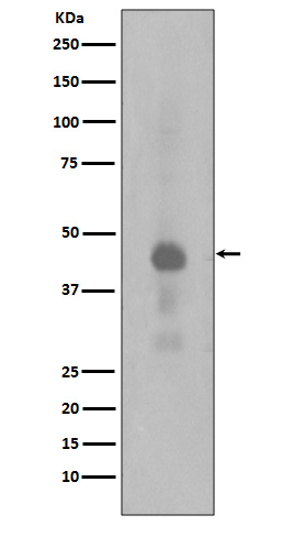 p-CREB1 (S133) Ab