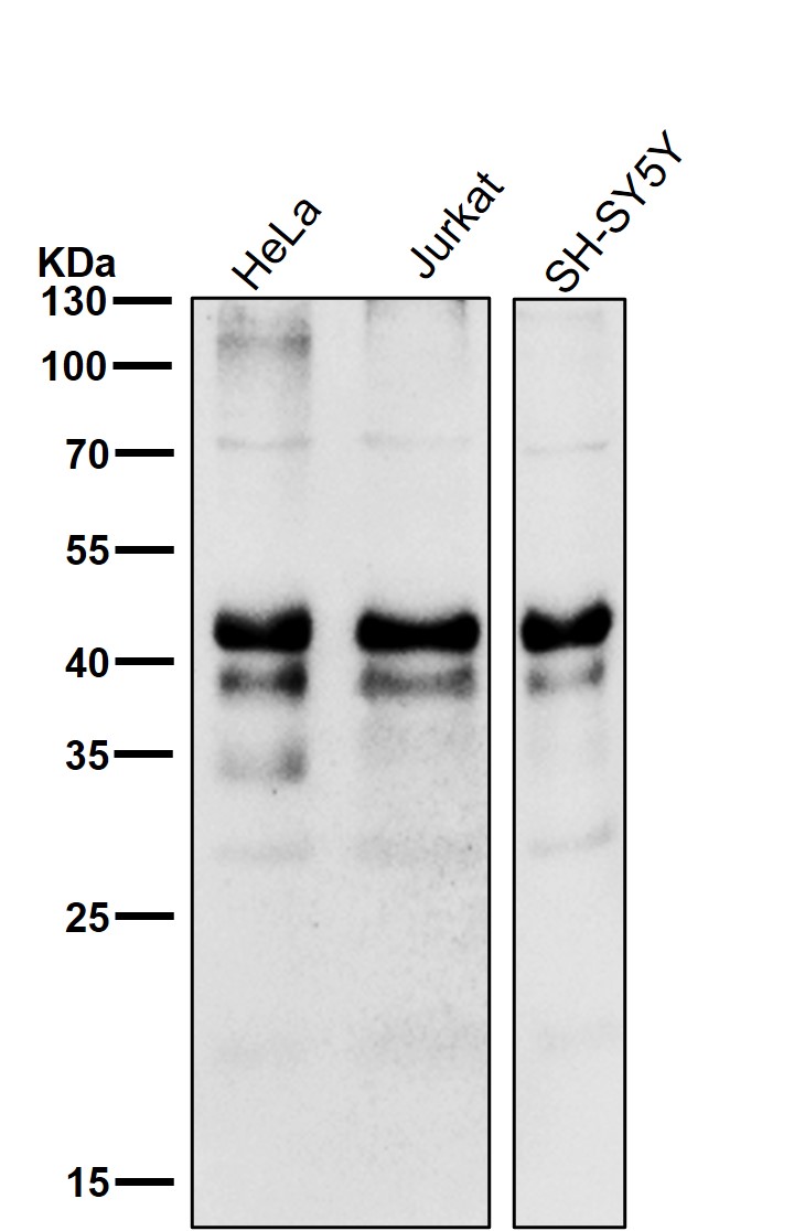 p-CREB1 (S133) Ab