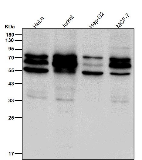 p-c Myc (T58/S62) Ab