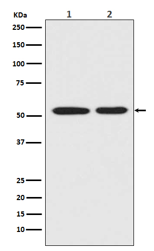 p53 Ab