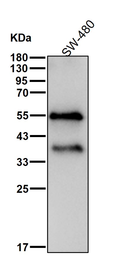 p53 Ab