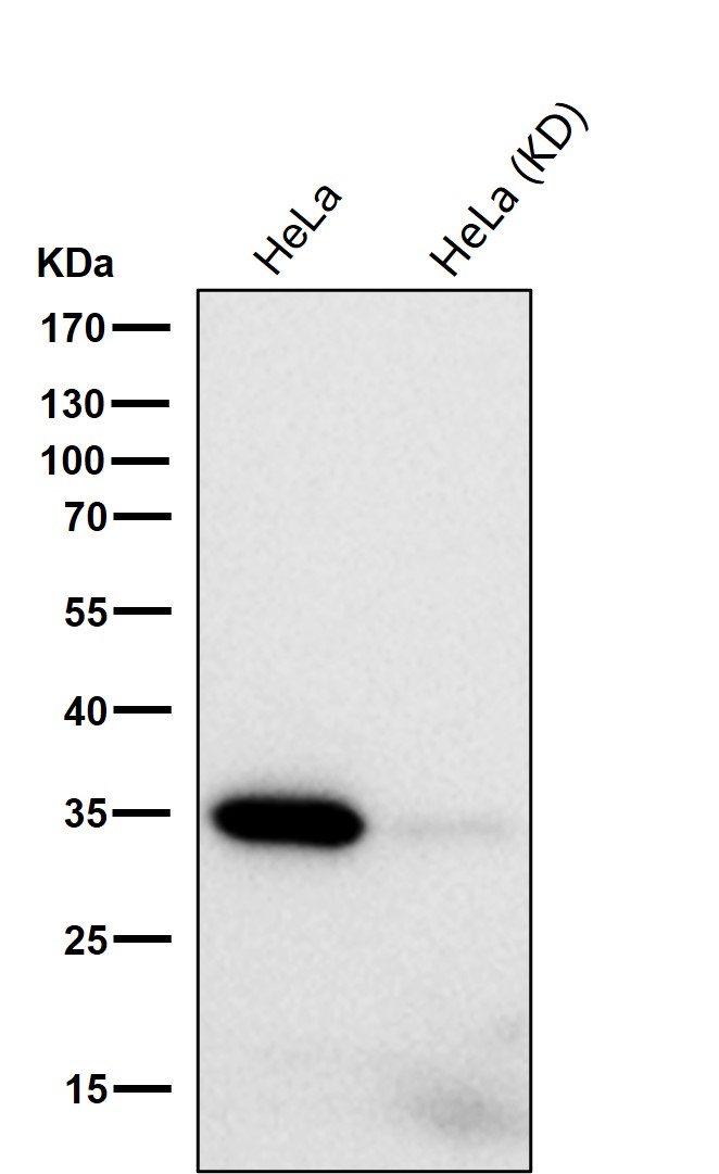 Caspase 3 Ab