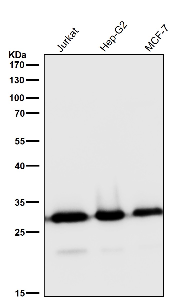 Caspase 3 Ab