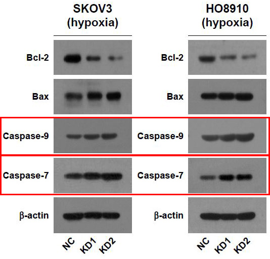 Caspase 9 Ab