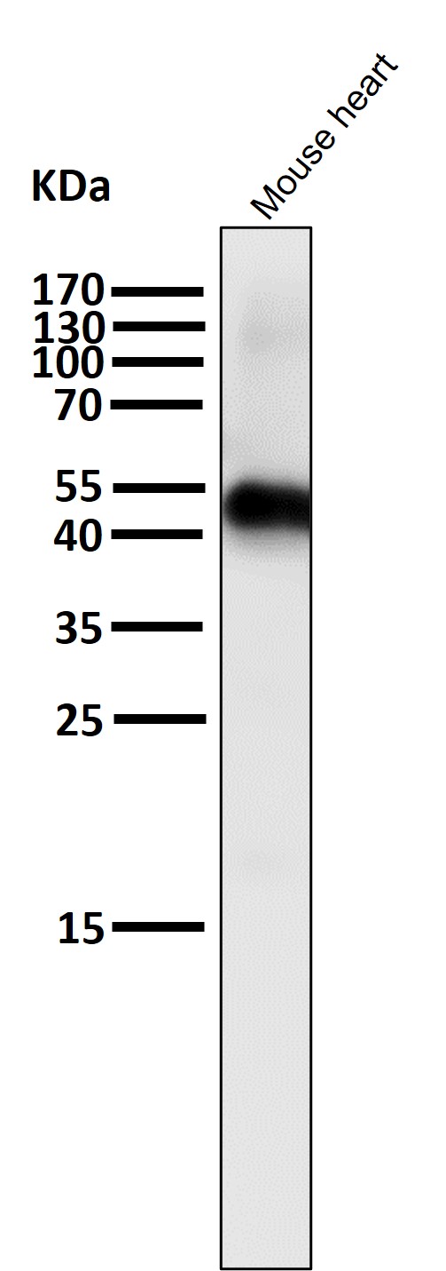 Caspase 9 Ab