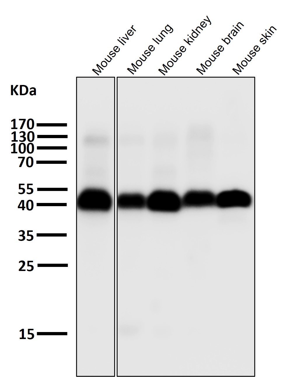 Caspase 9 Ab