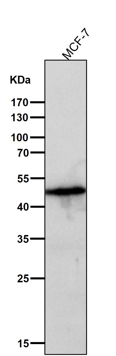 Caspase 9 Ab