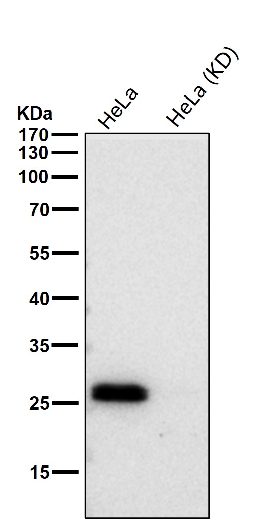 Bcl 2 L1 Ab