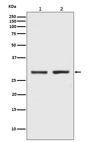 Bcl 2 L1 Ab