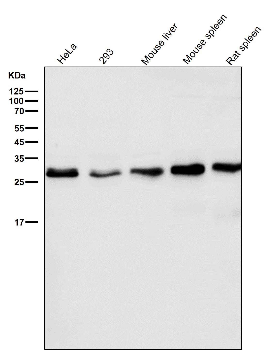 Bcl 2 L1 Ab