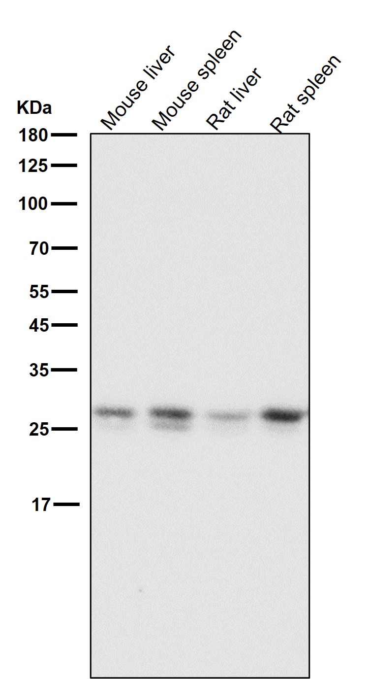 Bcl 2 L1 Ab