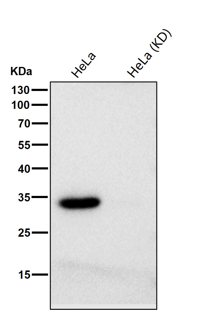 Caspase 3 Ab