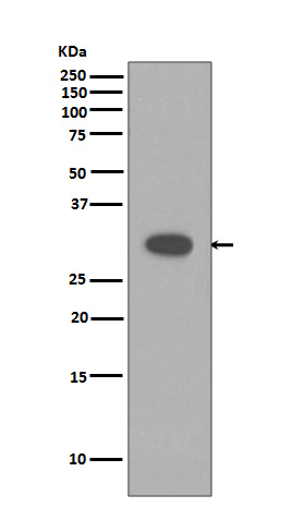 Caspase 3 Ab