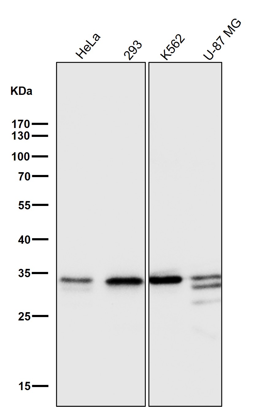 Caspase 3 Ab