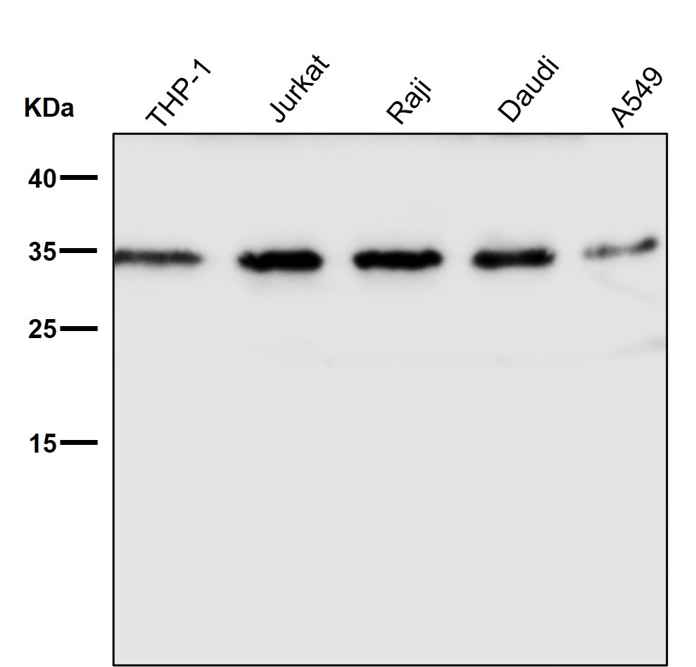 Caspase 3 Ab