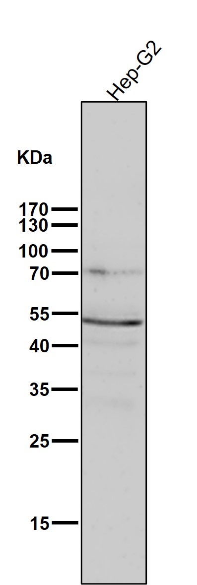 p-PRKAR2A (S99) Ab