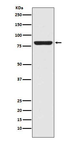 STAT5A Ab