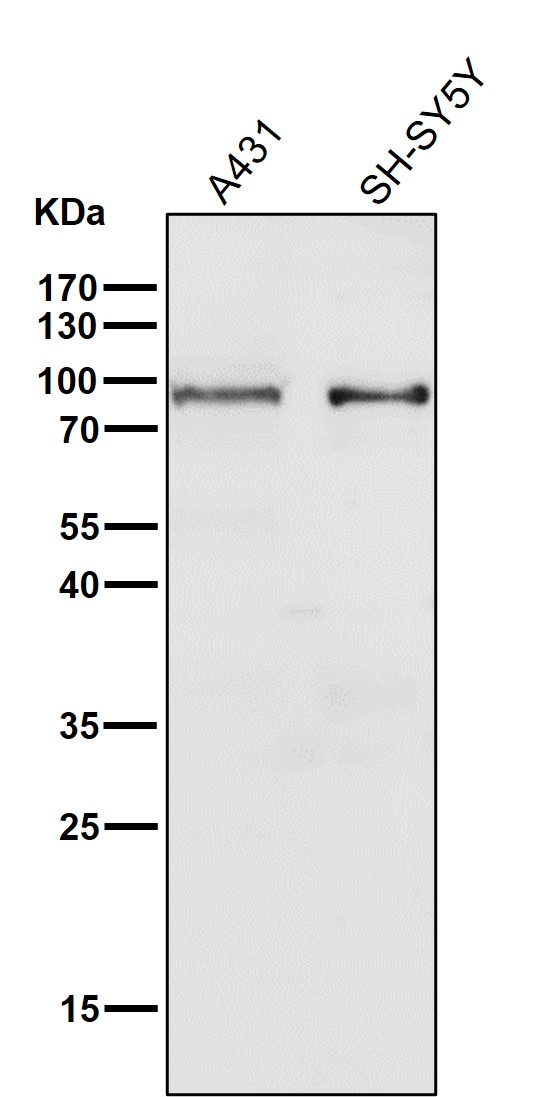 STAT5A Ab