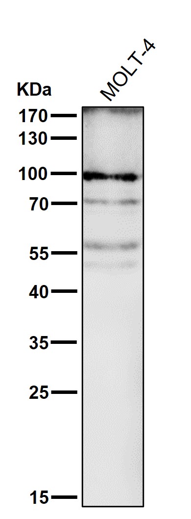 STAT5A Ab