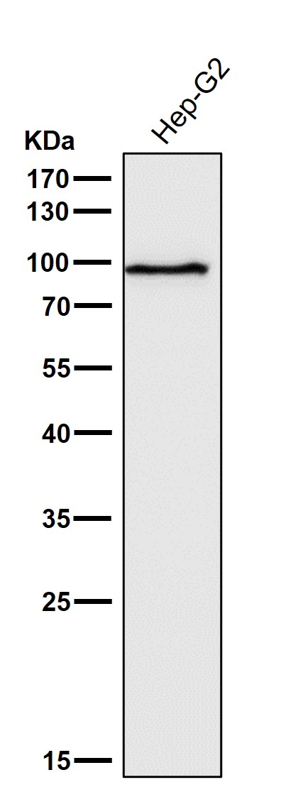 STAT5A Ab