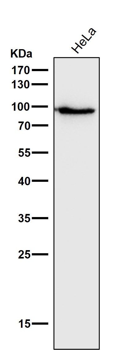 STAT5A Ab