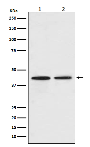 CCR9 Ab