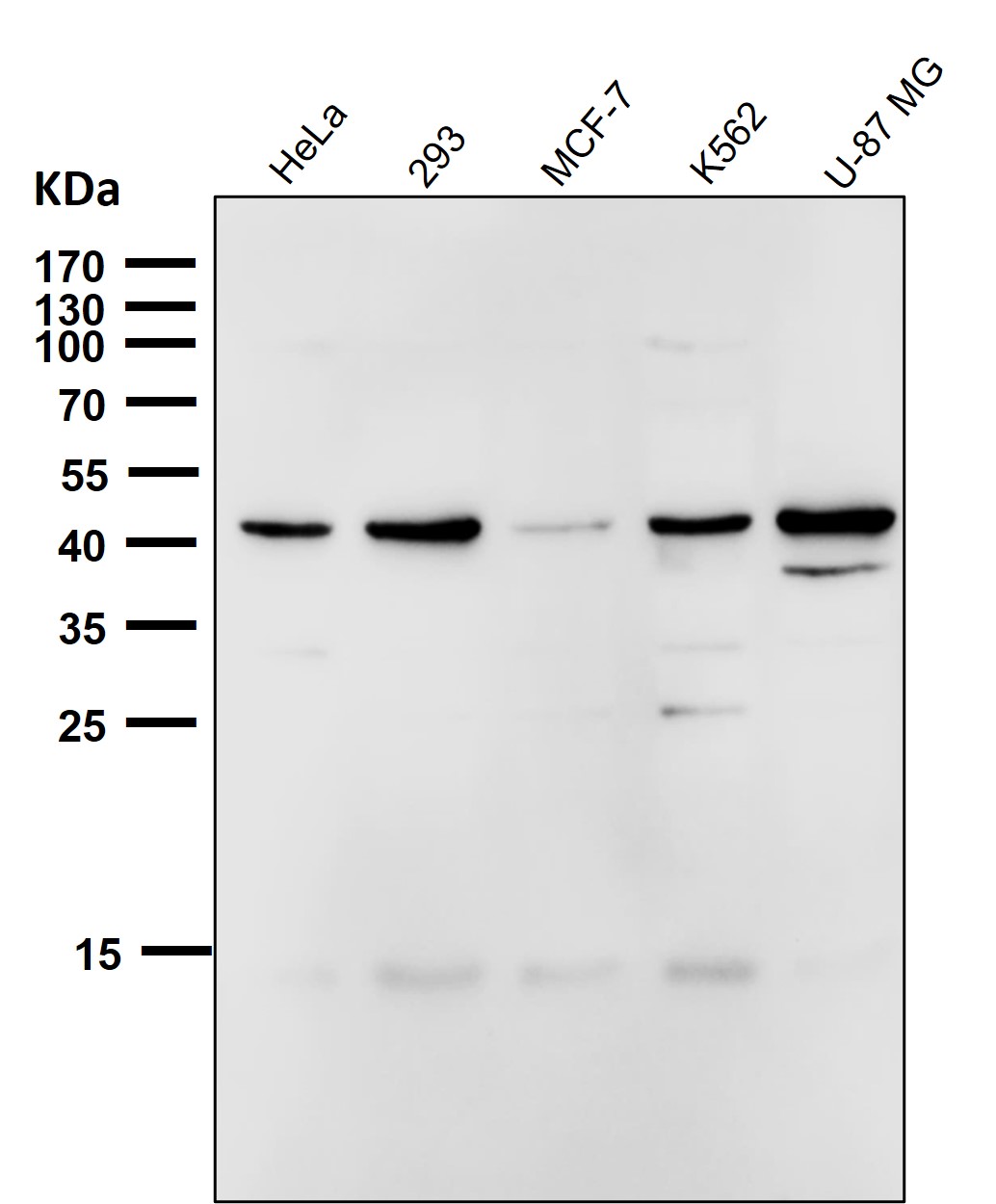 CCR9 Ab